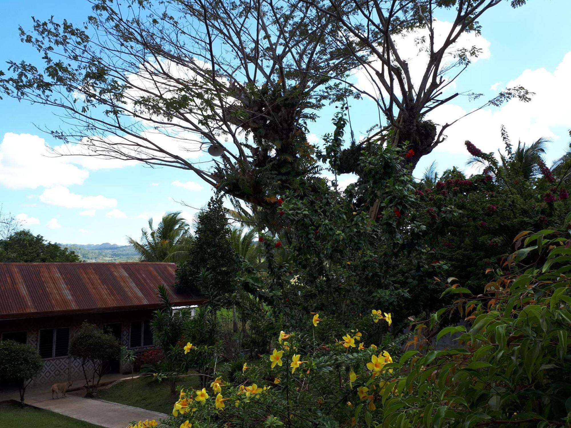 Villa Del Carmen Haven Bohol Екстер'єр фото